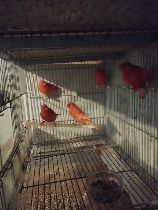 canários para venda