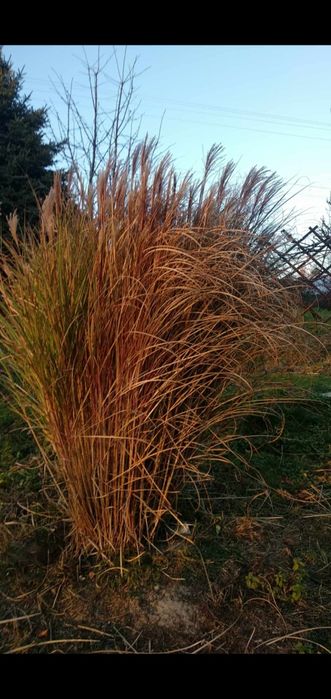 Trawa pampasowa 4 sadzonki w doniczkach