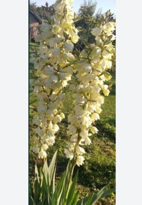 Акція       розпродаж   Юка