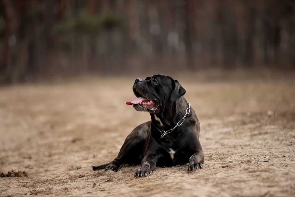 Кобель для вязок