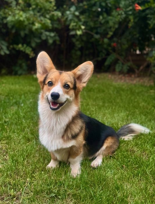 Хлопчик коргі шукає дівчинку