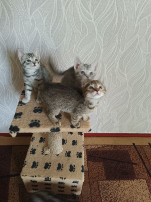 Кошенята британці