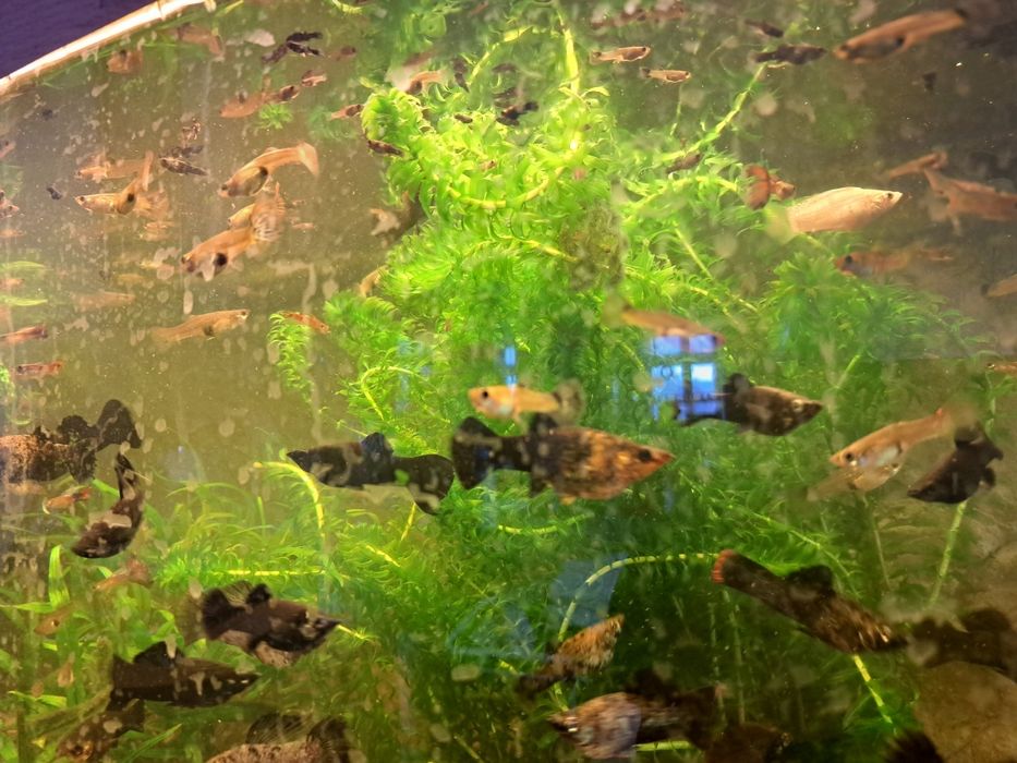 sprzedam rybki Molinezje