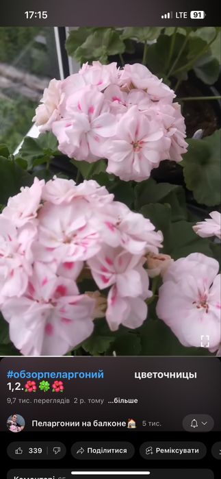 Пеларгонія ,бегонії,каланхоє,бальзамін для душі