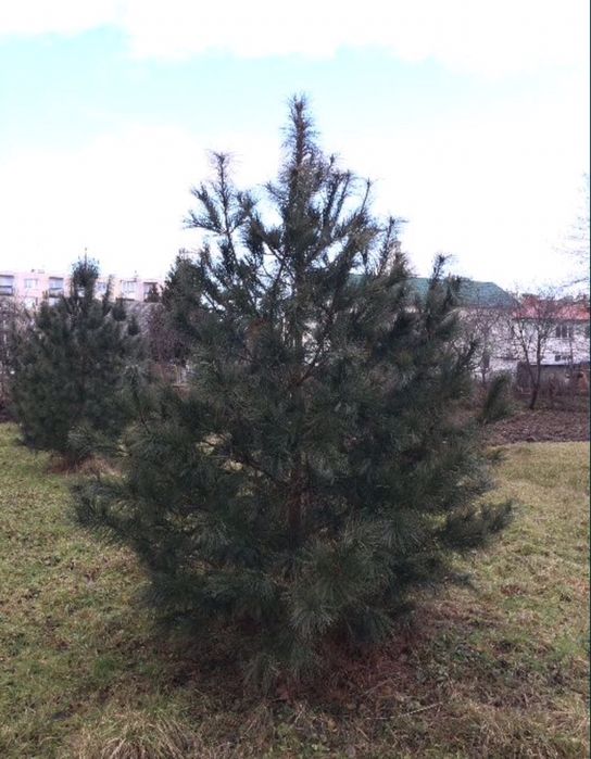 Кедр Корейський, саджанці 50 см. Сосна, хвойні.