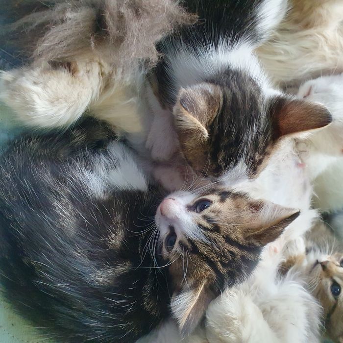 Котята ищут семью