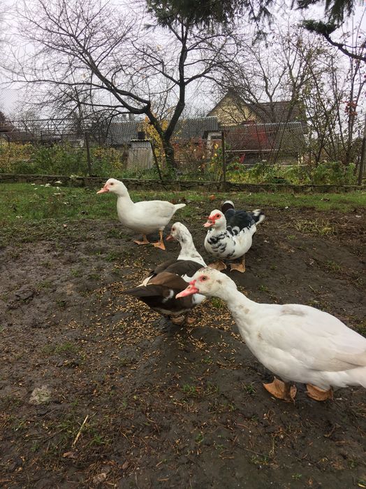 Качечка з каченятами, шипуни