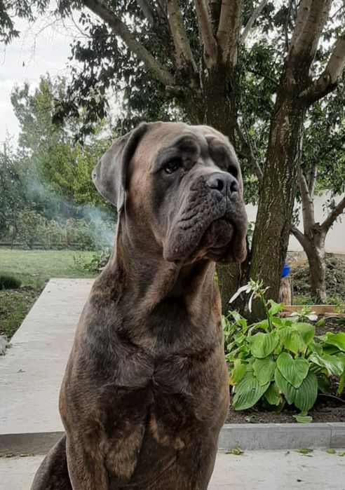 Цуценятки Кане-корсо