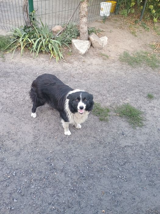 Za darmo border collie