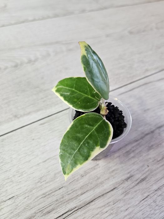 Hoya Anjuk Ladang albomarginata