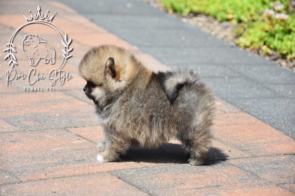 Szpic miniaturowy Pomeranian ZKwP FCI suczka