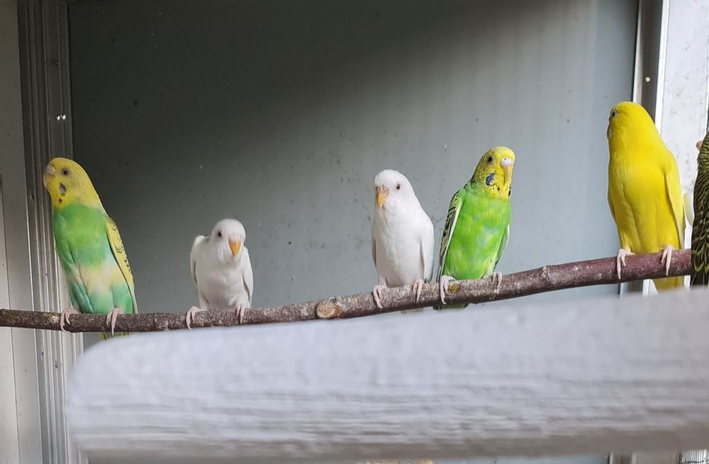 Periquitos Australianos