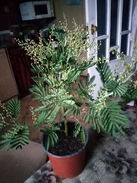 Мімоза, Спатіфілум варієгатнй, азалія і інші.