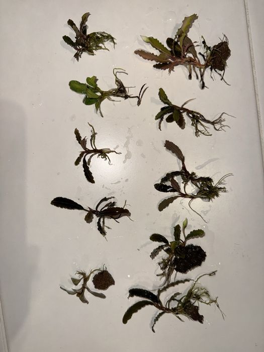 Bucephalandra 10 szt 3 rodzaje
