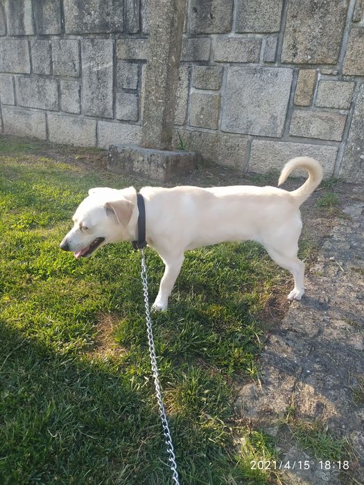 3 caezinhos machos para adoção