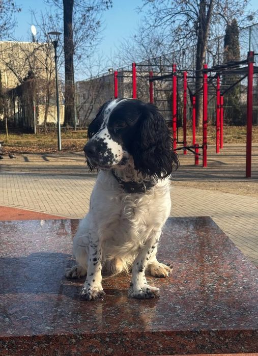 В'язка. Російський мисливський спаніель