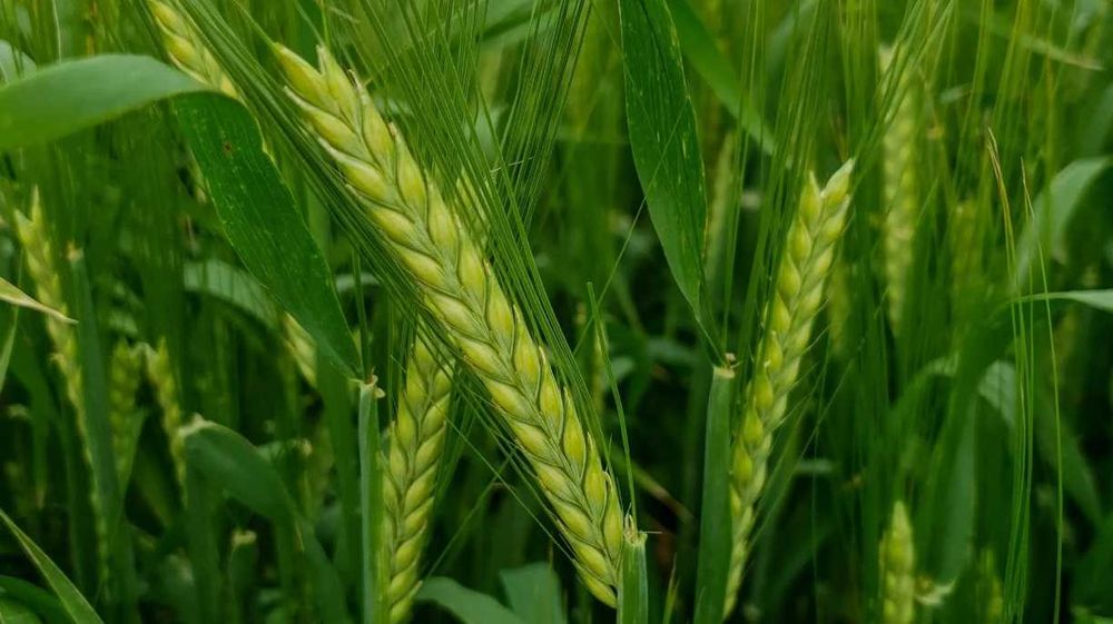 Jęczmień JARY - Laureate - Browarny