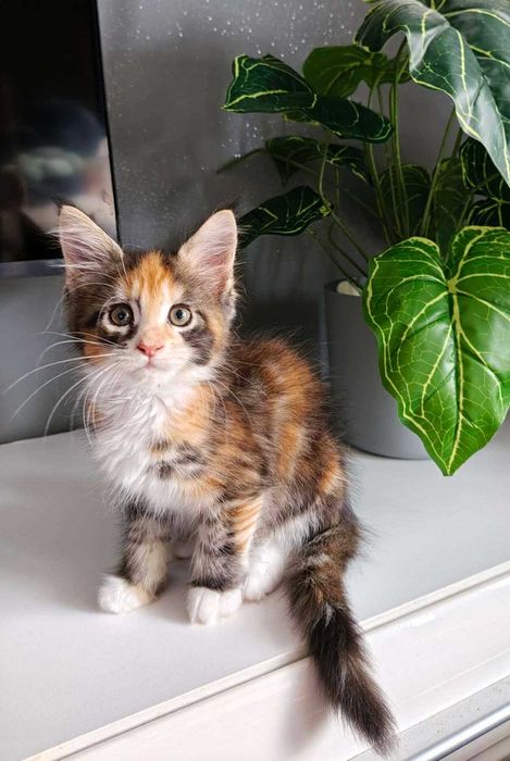 Kotka Maine Coon