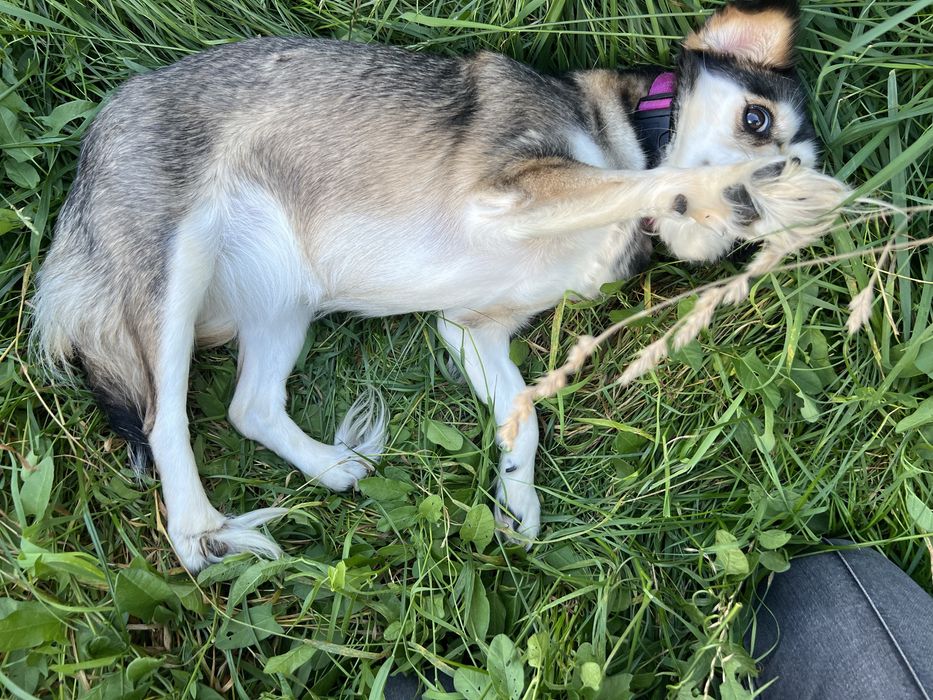 Cudowna sunia Leia szuka domku