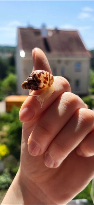 Ślimak Achatina reticulata