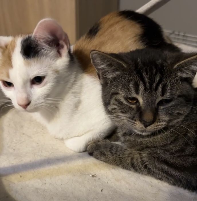 SISI - wciąż czeka na swój domek