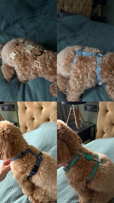 одяг для собак середніх порід ,амуніція zee dog,chocho