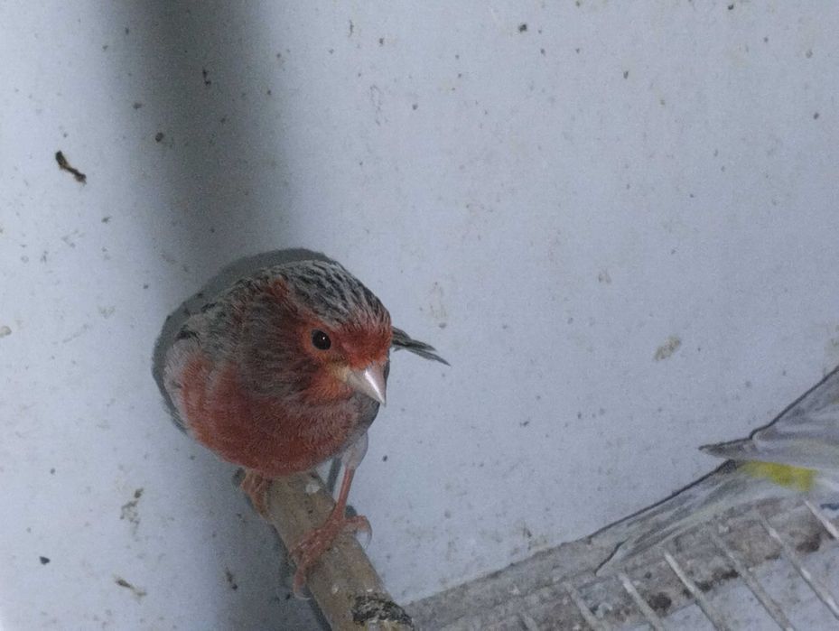 Canário macho ágata vermelho e opalas amarelo