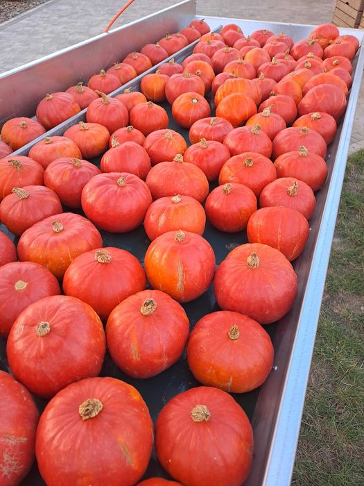 Dynia hokkaido - 15 kg z przesyłką