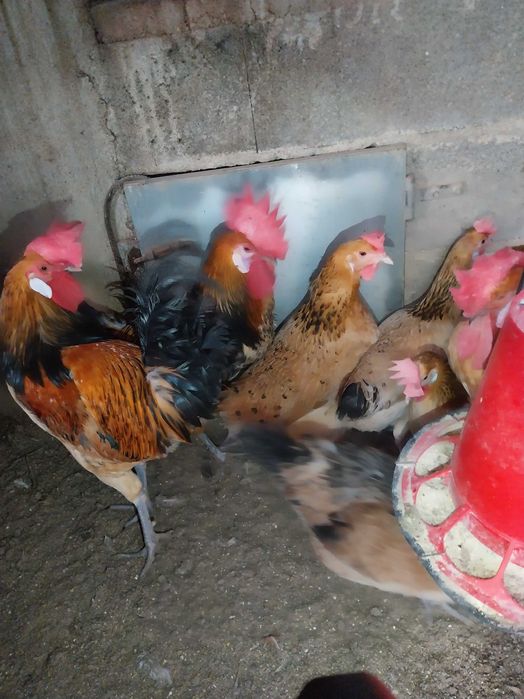 Rhode Island Red poedeiras