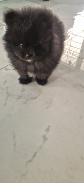 Szpic miniaturowy Pomeranian