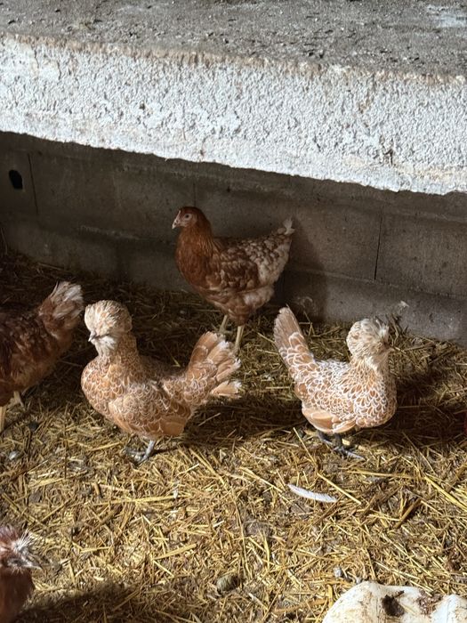 Casal de paduanas chamuça