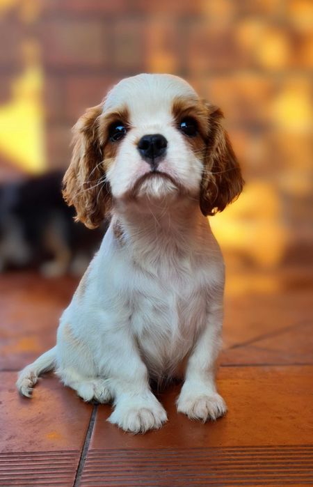 Cavalier King Charles Spaniel *Piesek* ZKwP FCI