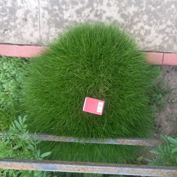 Трава Готьє
Чудова вічнозелена рослина для вашого ландшафту
Ро