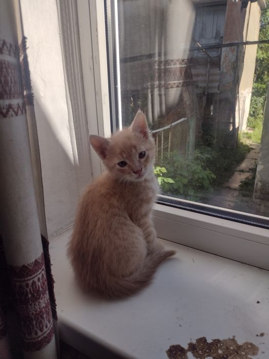 Віддам кошенят в добрі руки в наявності 3 особи всі хлопчики.