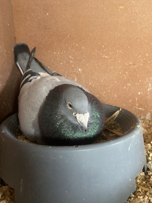 Pombos para cedência ( team trofa )