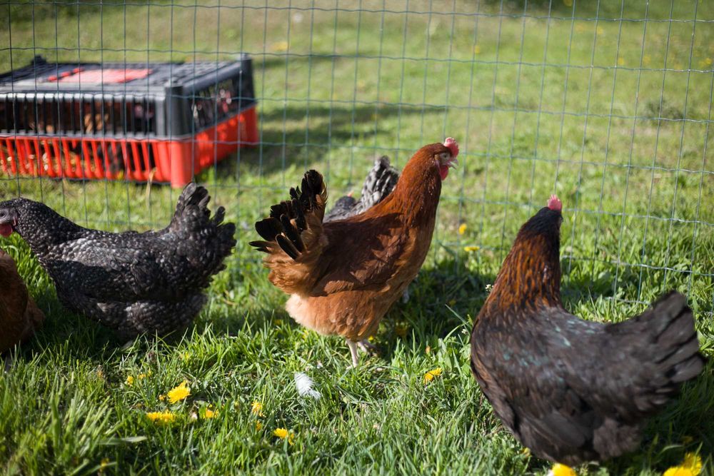 Kury kokoszki nioski Rosa kolorowa odchowana dowóz Gratis