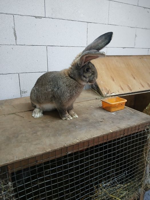 Кролики кролі бельгійський велетень  фландр