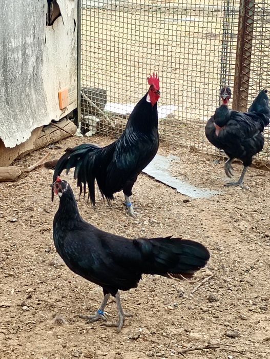 Galinhas. Casal Fênix preto
