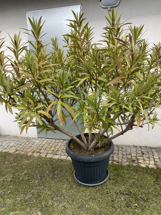 Duży oleander ciemny róż