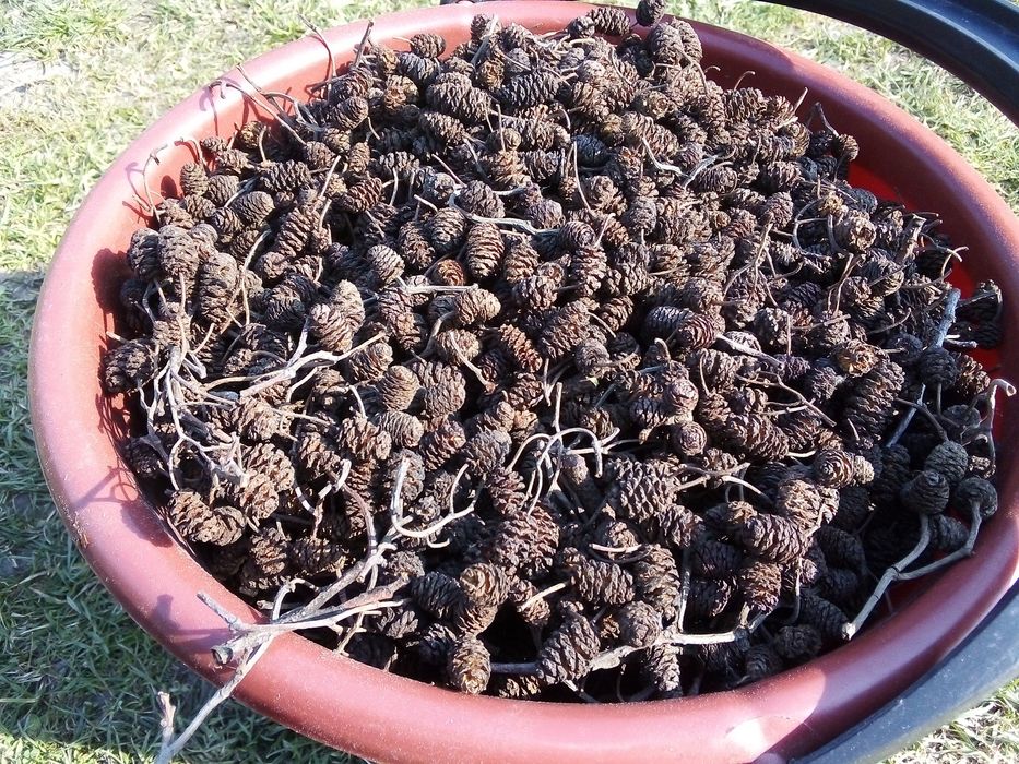 Шишки Вільхи продам