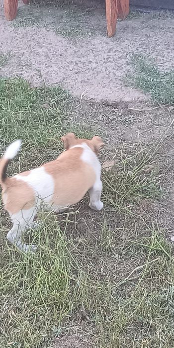 Джек Рассел тер'єр