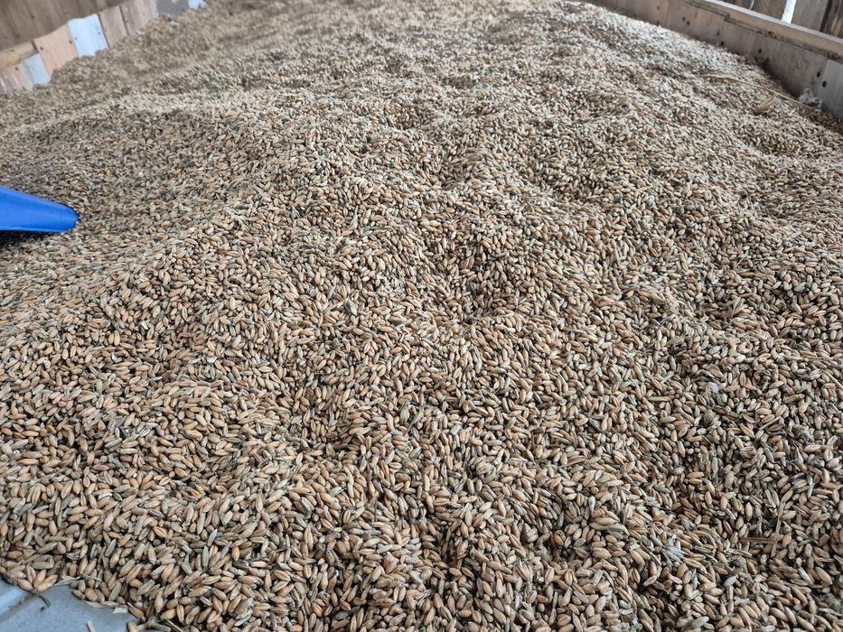 Pszenica z pszenżytem