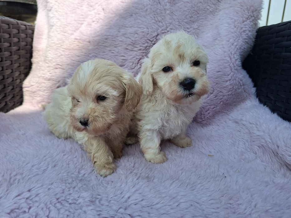 Piesek Maltipoo    .
