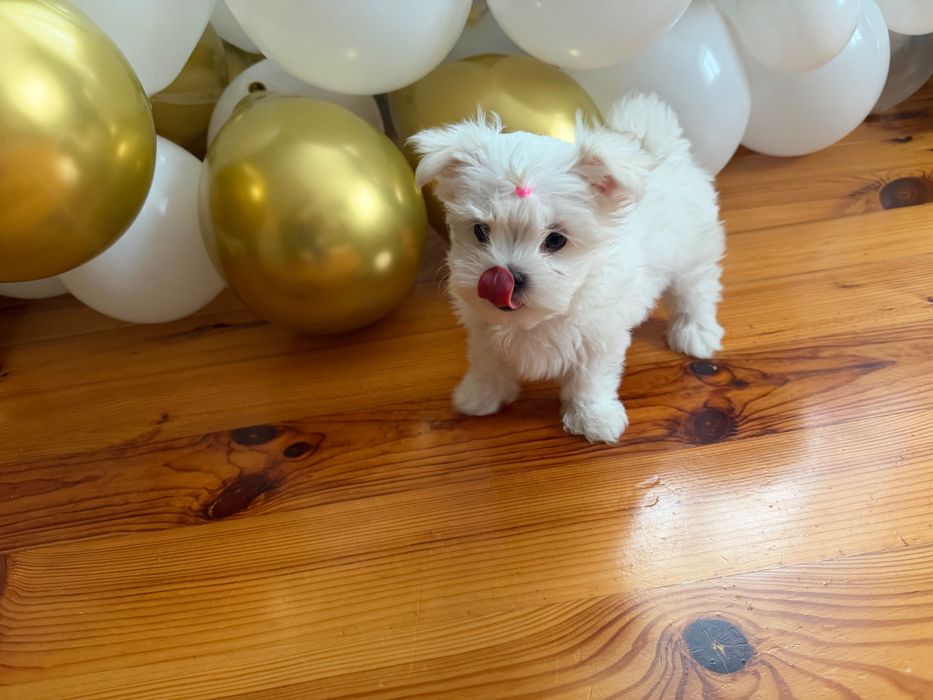 Мальтійська болонка дівчинка КСУ щеня мальтезе