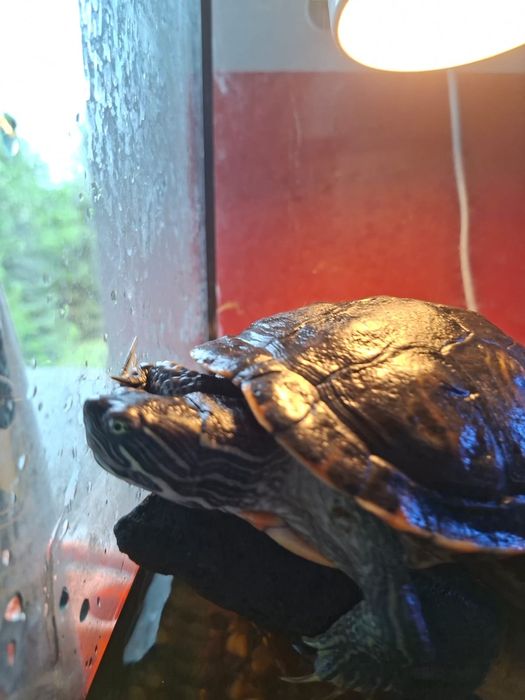 Żółw Hieroglifowy dorosły samiec NOWA CENA PRZEZ 5DNI