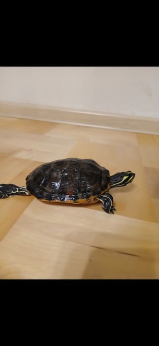 Żółw hieroglify samica parka