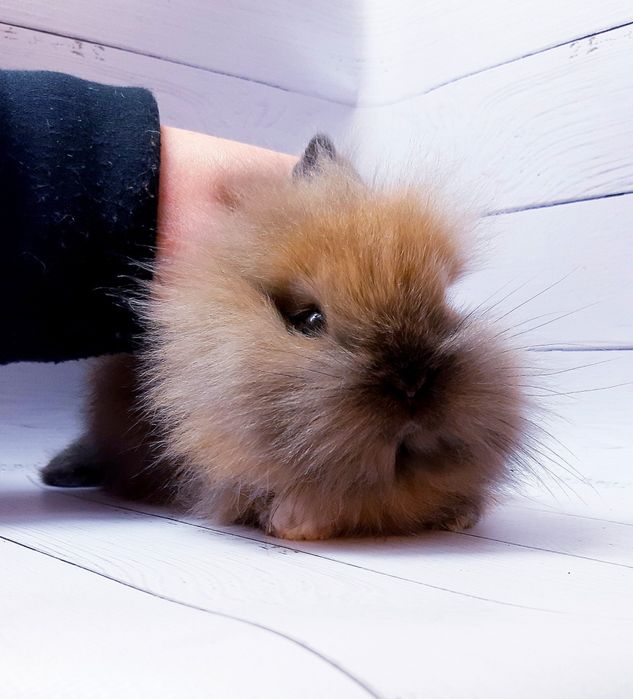 Карликовые миниатюрные декорат.торчеухие и вислоухие мини кролики