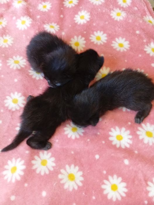 Котята бесплатно