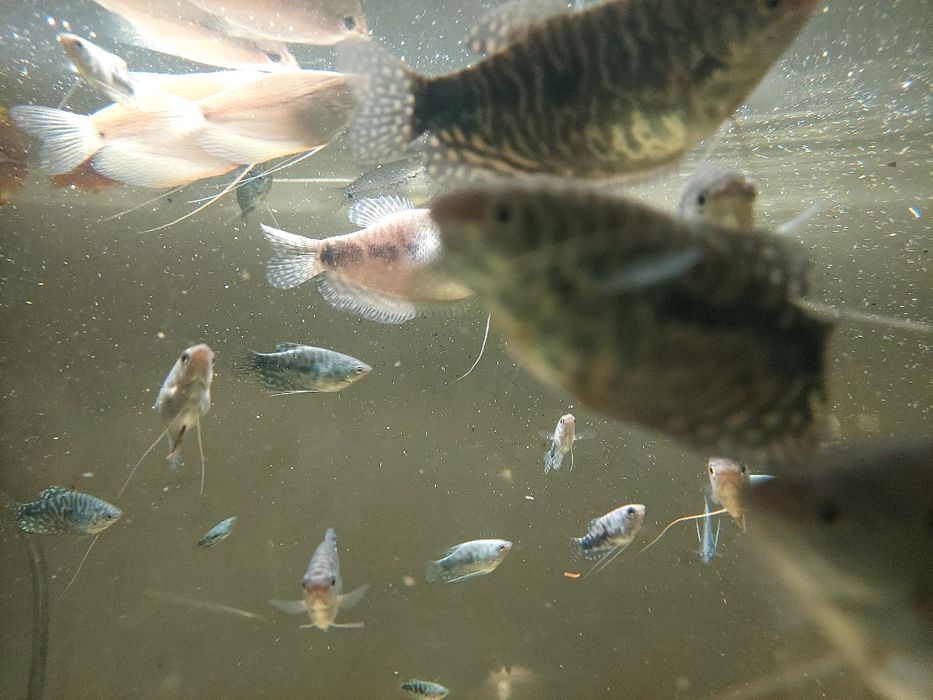 Pary gurami marmurowe