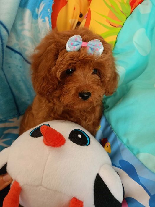 Cavapoo f1b piesek